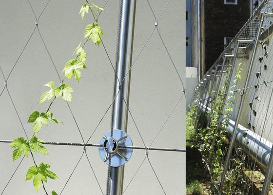 Permukaan Arsitektur Stainless Steel Wire Rope Mesh Green Plant Climbing Wall Netting