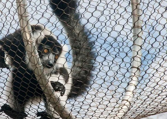 Ferruled Dan Woven Zoo Wire Mesh Dengan 2mm Dalam 50mm Aperture