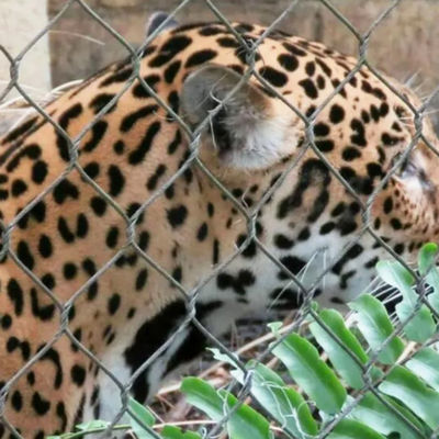 304 316 316L Stainless Steel Wire Rope Zoo Fencing Mesh