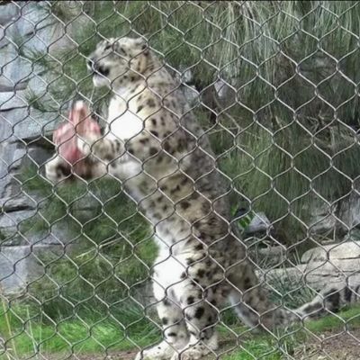 Stainless Steel Aviary Wire Netting 50 mm