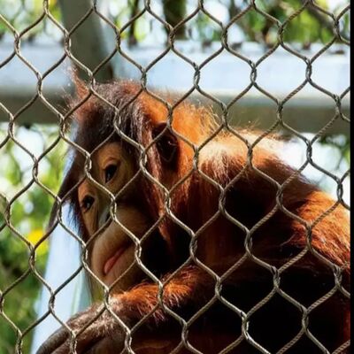 Jaring pelindung kawat tali tahan korosi yang cocok untuk proyek keselamatan