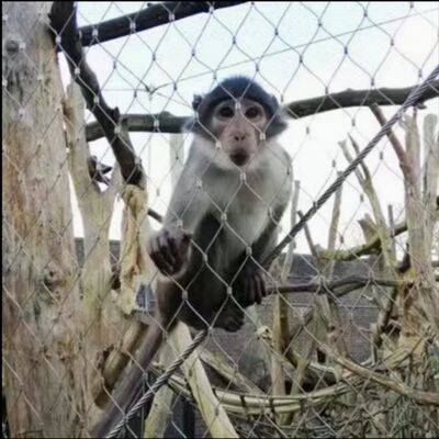 Jaring Kabel X Tend Stainless Steel Fleksibel 316 untuk Pagar Keamanan Kandang Kebun Binatang